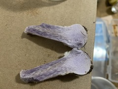 Cortinarius anomalus