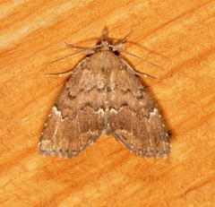 Cutina aluticolor