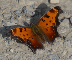 Polygonia progne