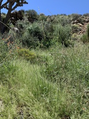 Sporobolus contractus