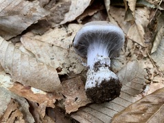 Cortinarius anomalus