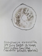 Stropharia coronilla