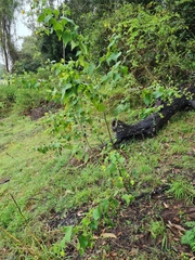 Abutilon grandifolium