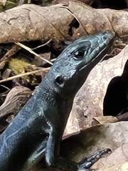 Emoia nigra