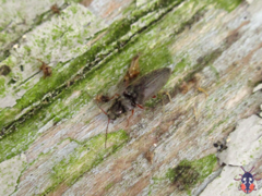 Elateridae
