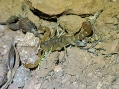 Paravaejovis spinigerus