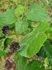 Abutilon grandifolium