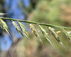 Bouteloua curtipendula