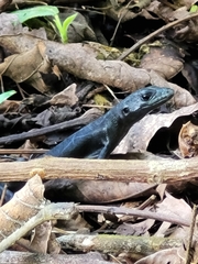 Emoia nigra