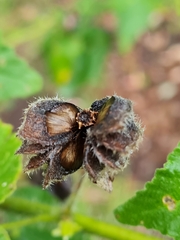 Abutilon grandifolium
