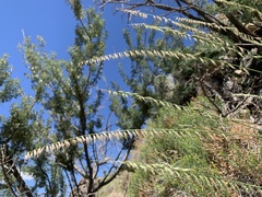 Bouteloua curtipendula