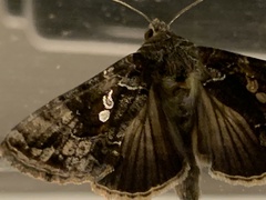 Chrysodeixis includens