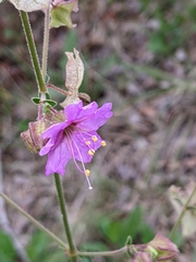 Mirabilis albida