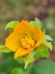 Abutilon grandifolium
