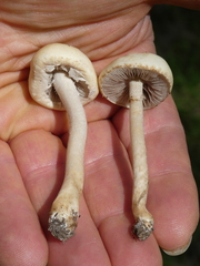 Stropharia coronilla