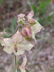 Mirabilis albida