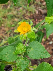 Abutilon grandifolium