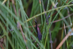 Zygaenidae