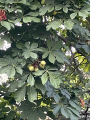 Aesculus hippocastanum