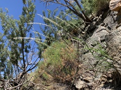 Bouteloua curtipendula