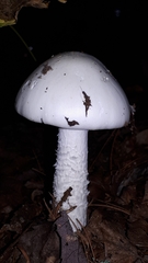Amanita virosa