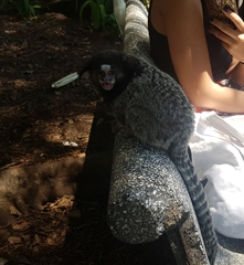 Callithrix penicillata