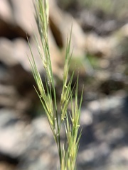 Aristida purpurea
