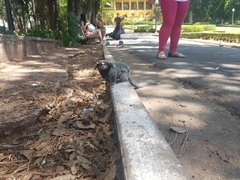 Callithrix penicillata