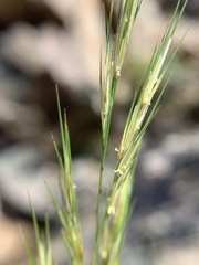 Aristida purpurea