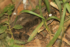 Sclerophrys togoensis