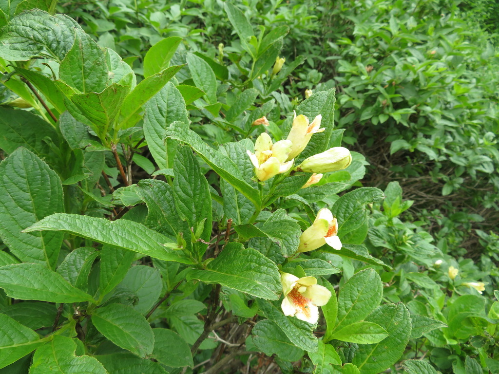 Weigela middendorffiana