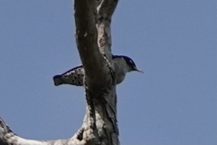 Daphoenositta chrysoptera
