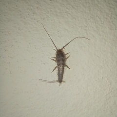 Ctenolepisma longicaudatum