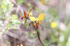 Diuris magnifica