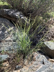 Aristida purpurea