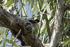 Daphoenositta chrysoptera
