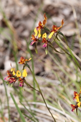 Diuris magnifica