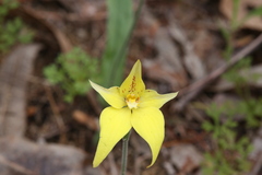 Caladenia flava flava