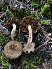 Inocybe lanuginosa