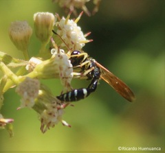 Trachypus denticollis