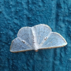 Berberodes conchylata