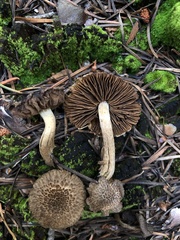 Inocybe lanuginosa