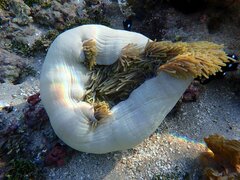 Heteractis magnifica