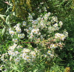 Symphyotrichum lanceolatum
