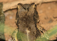 Sclerophrys togoensis
