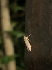 Pigritia