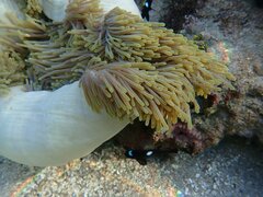 Heteractis magnifica