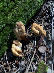 Cudoniaceae