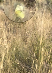 Colias philodice