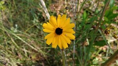 Coreopsis linifolia